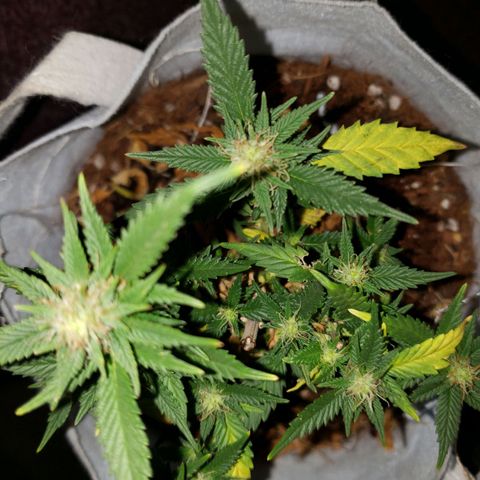 Northern Lights  growlog timeline photo