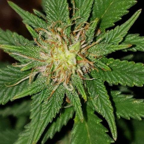 Northern Lights  growlog timeline photo