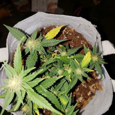 Northern Lights  growlog timeline photo