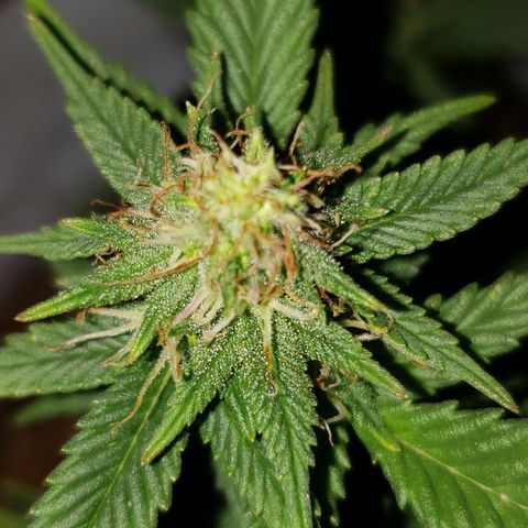 Northern Lights  growlog timeline photo
