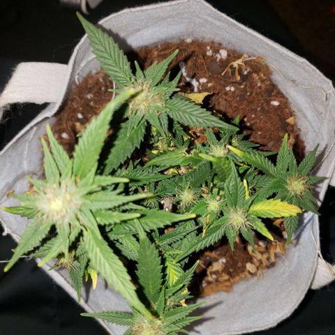 Northern Lights  growlog timeline photo