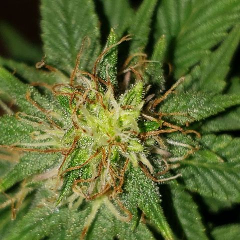 Northern Lights  growlog timeline photo