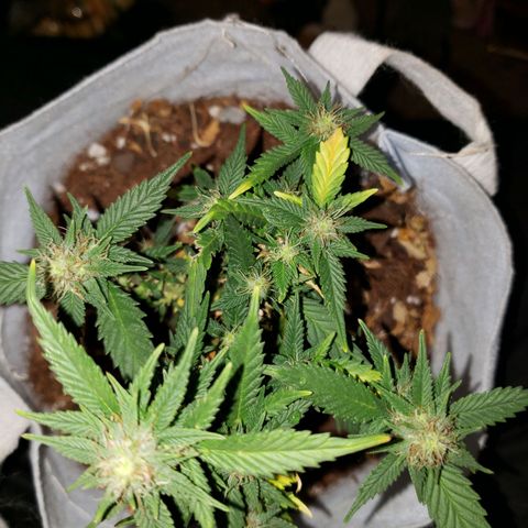 Northern Lights  growlog timeline photo