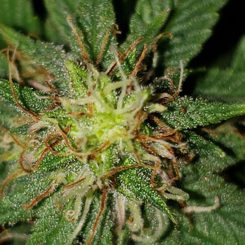 Northern Lights  growlog timeline photo