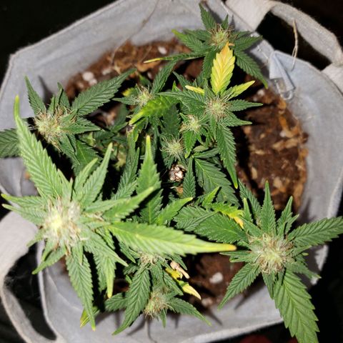 Northern Lights  growlog timeline photo