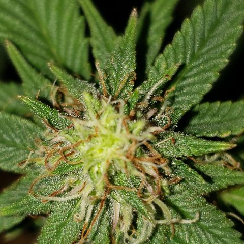 Northern Lights  growlog timeline photo