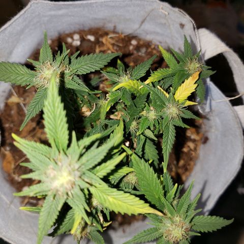 Northern Lights  growlog timeline photo