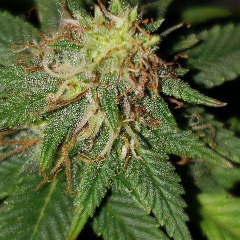 Northern Lights  growlog timeline photo