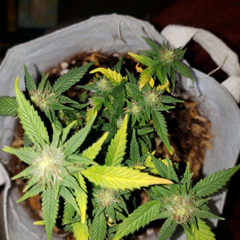 Northern Lights  growlog timeline photo