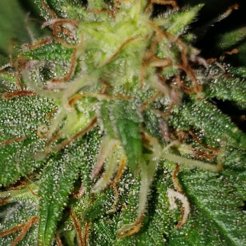 Northern Lights  growlog timeline photo