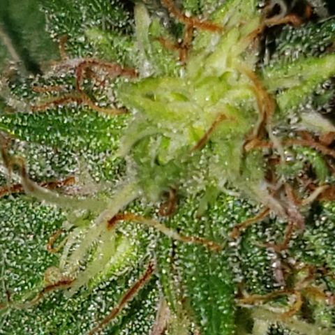 Northern Lights  growlog timeline photo