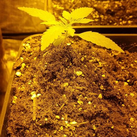 Kershak growlog timeline photo