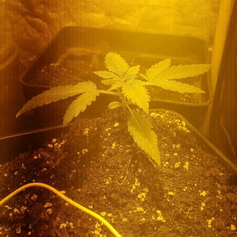 Kershak growlog photo: Humedad 60-70% 