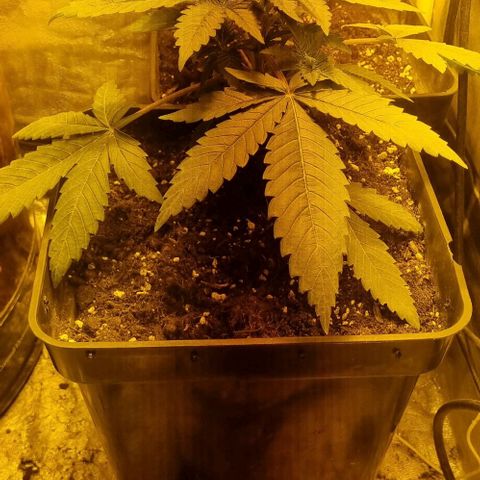 Kershak growlog photo: Temp promedio 20 - 29 °C / humedad 55 - 70 promedio 