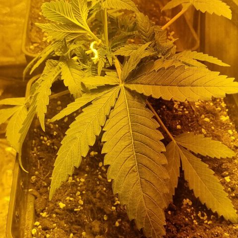 Kershak growlog photo: LST a rama principal 