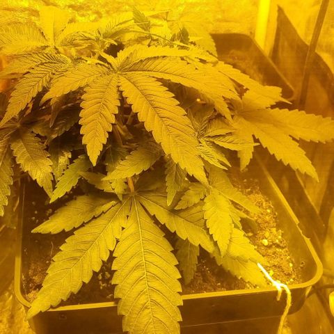 Kershak growlog timeline photo
