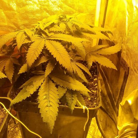 Kershak growlog timeline photo
