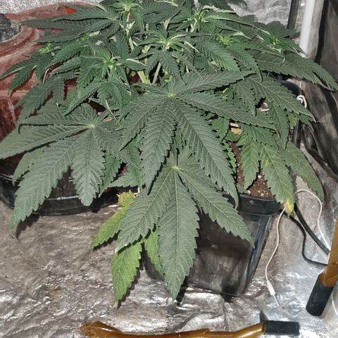 Kershak growlog timeline photo