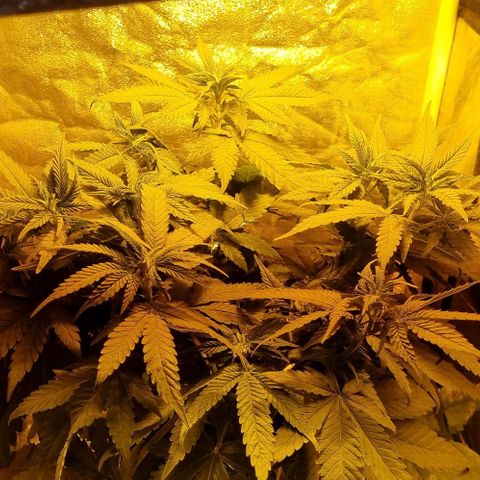 Kershak growlog timeline photo