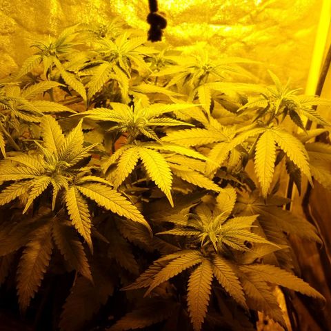 Kershak growlog photo: Noveno día desde cambio de ciclo a 12/12 se hizo poda de bajos 