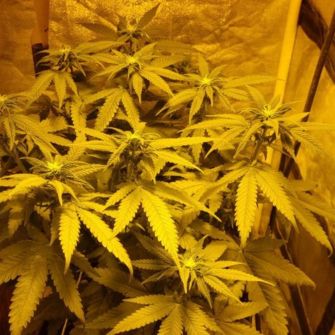 Kershak growlog timeline photo