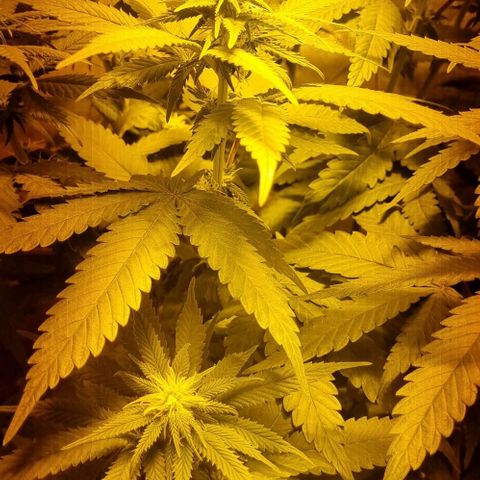 Kershak growlog timeline photo