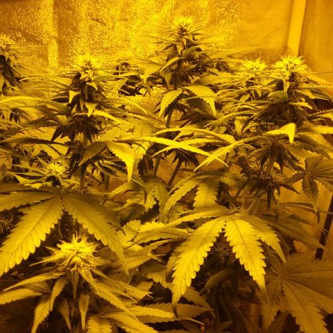 Kershak growlog timeline photo