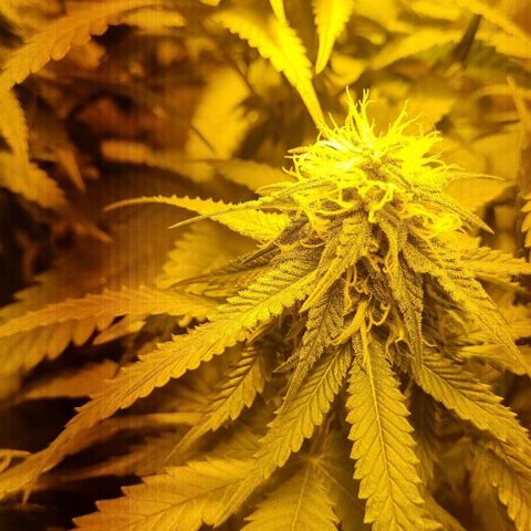 Kershak growlog timeline photo