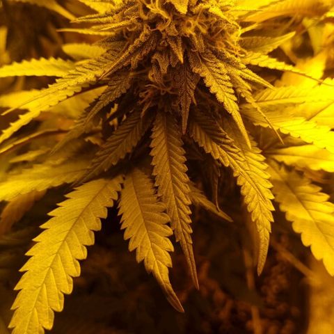 Kershak growlog timeline photo