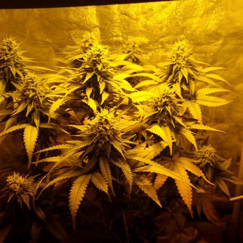 Kershak growlog timeline photo