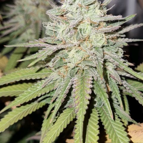 Kershak growlog timeline photo
