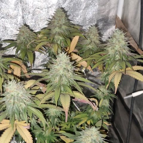 Kershak growlog timeline photo