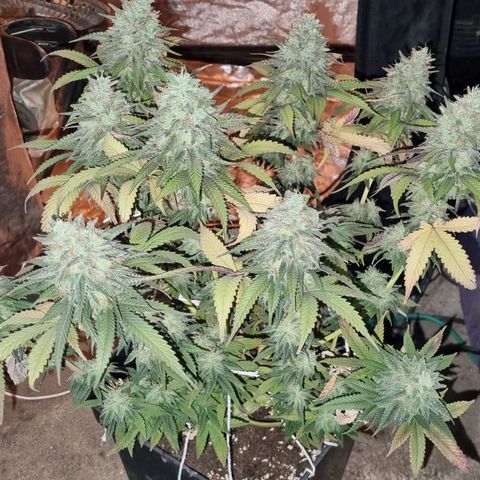 Kershak growlog timeline photo
