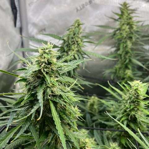 White Widow Autoflowering  growlog timeline photo