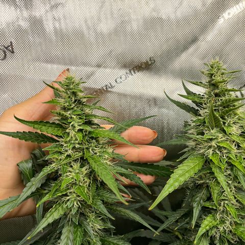 White Widow Autoflowering  growlog timeline photo