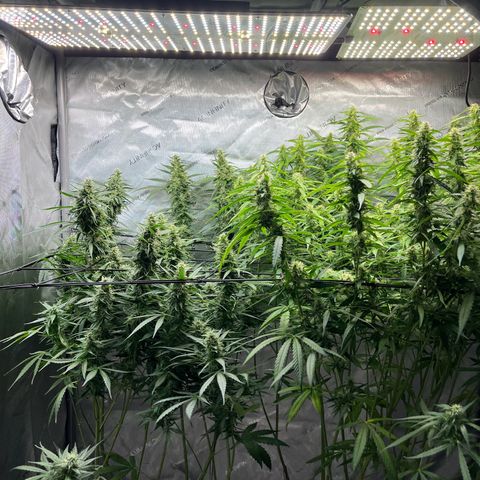 White Widow Autoflowering  growlog photo: Left white widow
Right blueberry