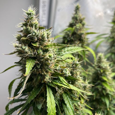 White Widow Autoflowering  growlog timeline photo