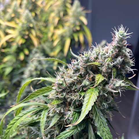 White Widow Autoflowering  growlog timeline photo