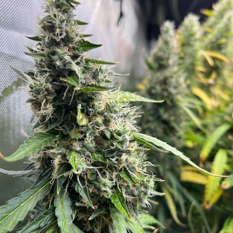 White Widow Autoflowering  growlog timeline photo