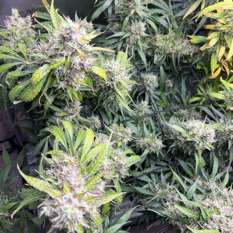 White Widow Autoflowering  growlog timeline photo