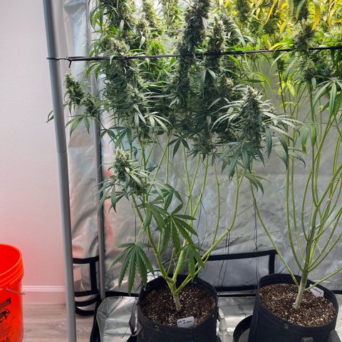 White Widow Autoflowering  growlog timeline photo