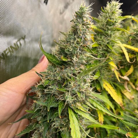 White Widow Autoflowering  growlog timeline photo