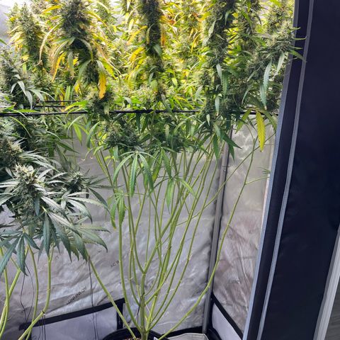 Blueberry Autoflowering growlog timeline photo