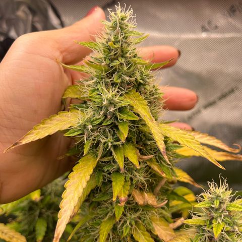 Blueberry Autoflowering growlog timeline photo