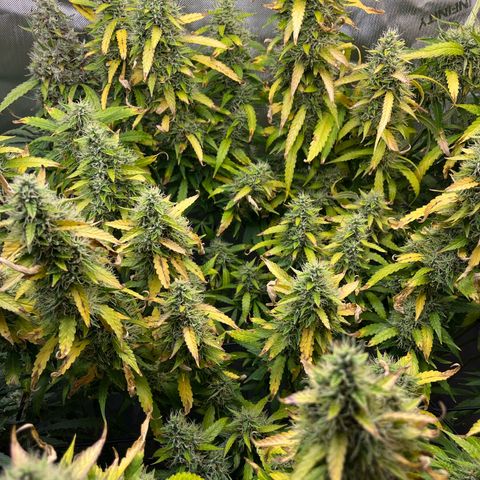 Blueberry Autoflowering growlog timeline photo