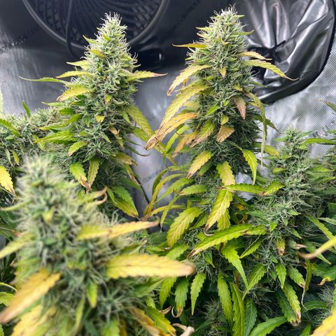 Blueberry Autoflowering growlog timeline photo