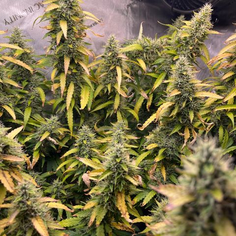 Blueberry Autoflowering growlog timeline photo