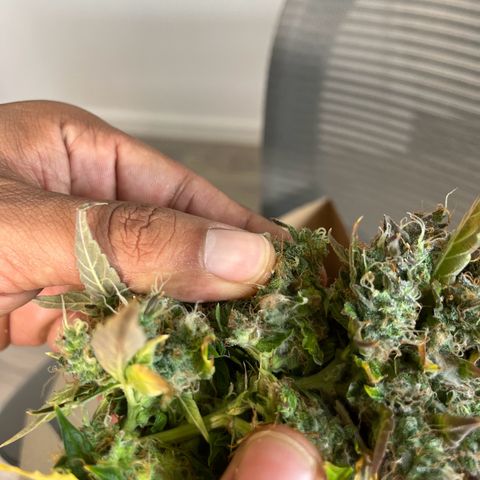 White Widow Autoflowering  growlog photo: Mold 