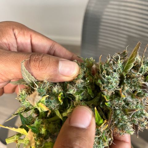 White Widow Autoflowering  growlog photo: Mold 