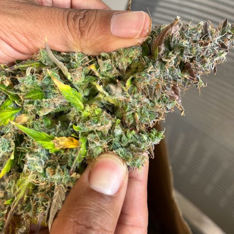 White Widow Autoflowering  growlog photo: Mold 